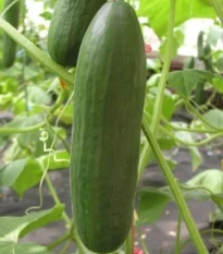 Uhorka šalátová Minisprint F1 - Cucumis sativus - semená uhorky - 10 ks