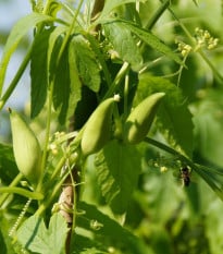 Ačokča - Cyclanthera pedata - semená ačokči - 6 ks