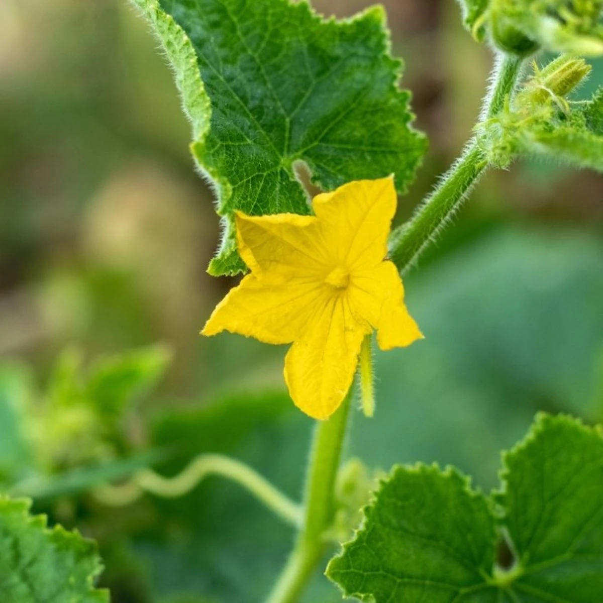 Uhorka šalátová do kvetináča Bush Champion – Cucumis sativus – semená uhorky