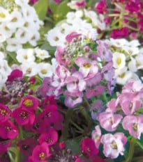 Lobulária prímorská Yucon Mix - Lobularia maritima - semená Taricova - 50 ks