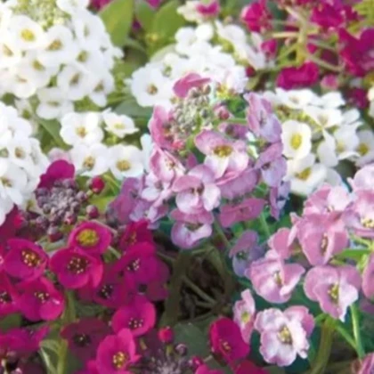 Lobulária prímorská Yucon Mix - Lobularia maritima - semená Taricova - 50 ks