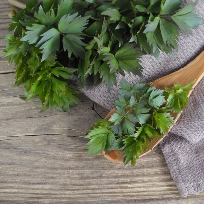 Ligurček lekársky - Levisticum officinale - semená ligurčeka - 115 ks