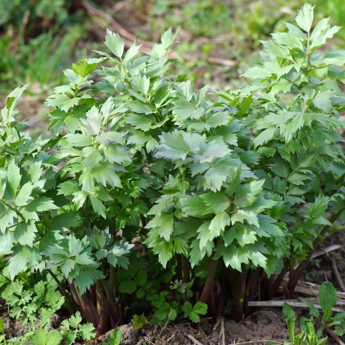Ligurček lekársky - Levisticum officinale - semená ligurčeka - 115 ks