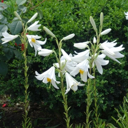 Ľalia biela liečivá - Lilium candidum - cibuľoviny - 1 ks