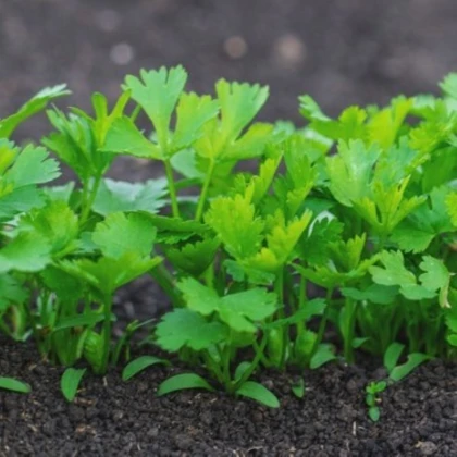 Petržlen koreňový záhradný Efez – semená koreňovej zeleniny