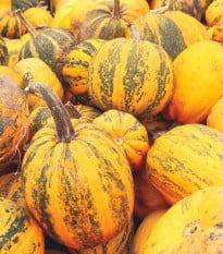 Tekvica olejná Trumf F1 - Cucurbita pepo - semená tekvice - 12 ks