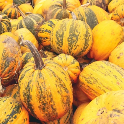 Tekvica olejná Trumf F1 - Cucurbita pepo - semená tekvice - 12 ks