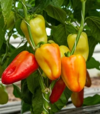 Paprika Amy - Capsicum annuum - semená papriky - 50 ks