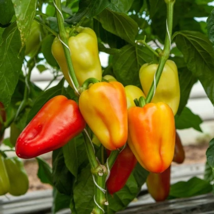Paprika Amy - Capsicum annuum - semená papriky - 50 ks