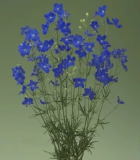 Stračonôžka Jennys Pearl F1 Blue - Delphinium grandiflorum - semená stračonôžky - 10 ks