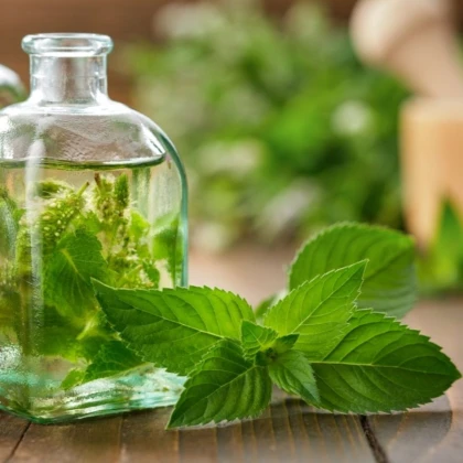 Mäta pieporná - Mentha piperita - semená mäty - 500 ks