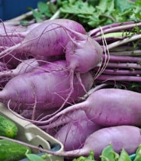 Reďkev Blue Candle F1 - Raphanus sativus - semená reďkovky - 35 ks