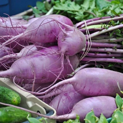 Reďkev Blue Candle F1 - Raphanus sativus - semená reďkovky - 35 ks