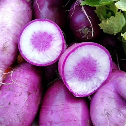 Reďkev Blue Candle F1 - Raphanus sativus - semená reďkovky - 35 ks