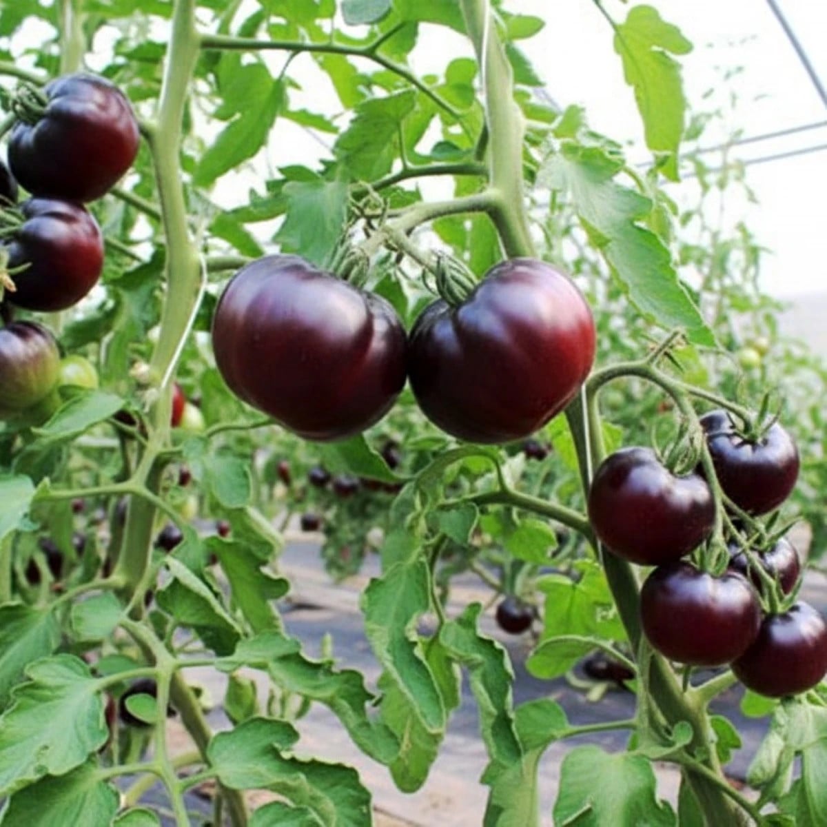 BIO Paradajka tyčková Black Beauty - Solanum lycopersicum - bio semená paradajky - 7 ks