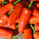 Paprika Tangerine Dream - Capsicum annuum - semená papriky - 7 ks