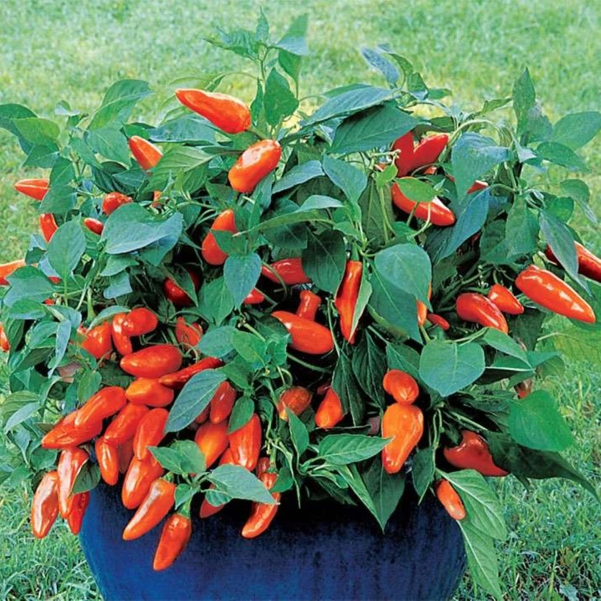 Paprika Tangerine Dream - Capsicum annuum - semená papriky - 7 ks