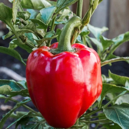 Paprika Roberta F1 - Capsicum annuum - semená papriky - 6 ks