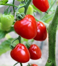 Paradajka tyčková Gardenberry F1 - Solanum lycopersicum - semená paradajky - 5 ks