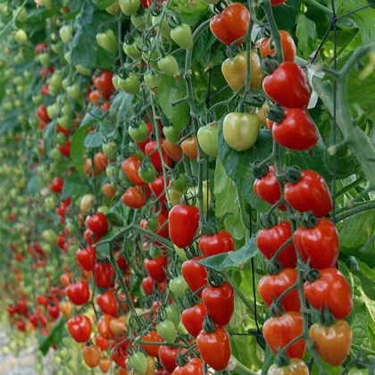 Paradajka tyčková Gardenberry F1 - Solanum lycopersicum - semená paradajky - 5 ks