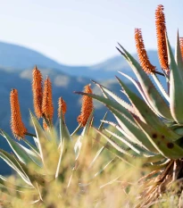 Aloe kapská - Aloe ferox - semená aloe - 6 ks