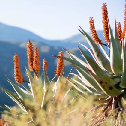 Aloe kapská - Aloe ferox - semená aloe - 6 ks