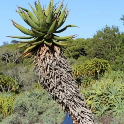 Aloe kapská - Aloe ferox - semená aloe - 6 ks