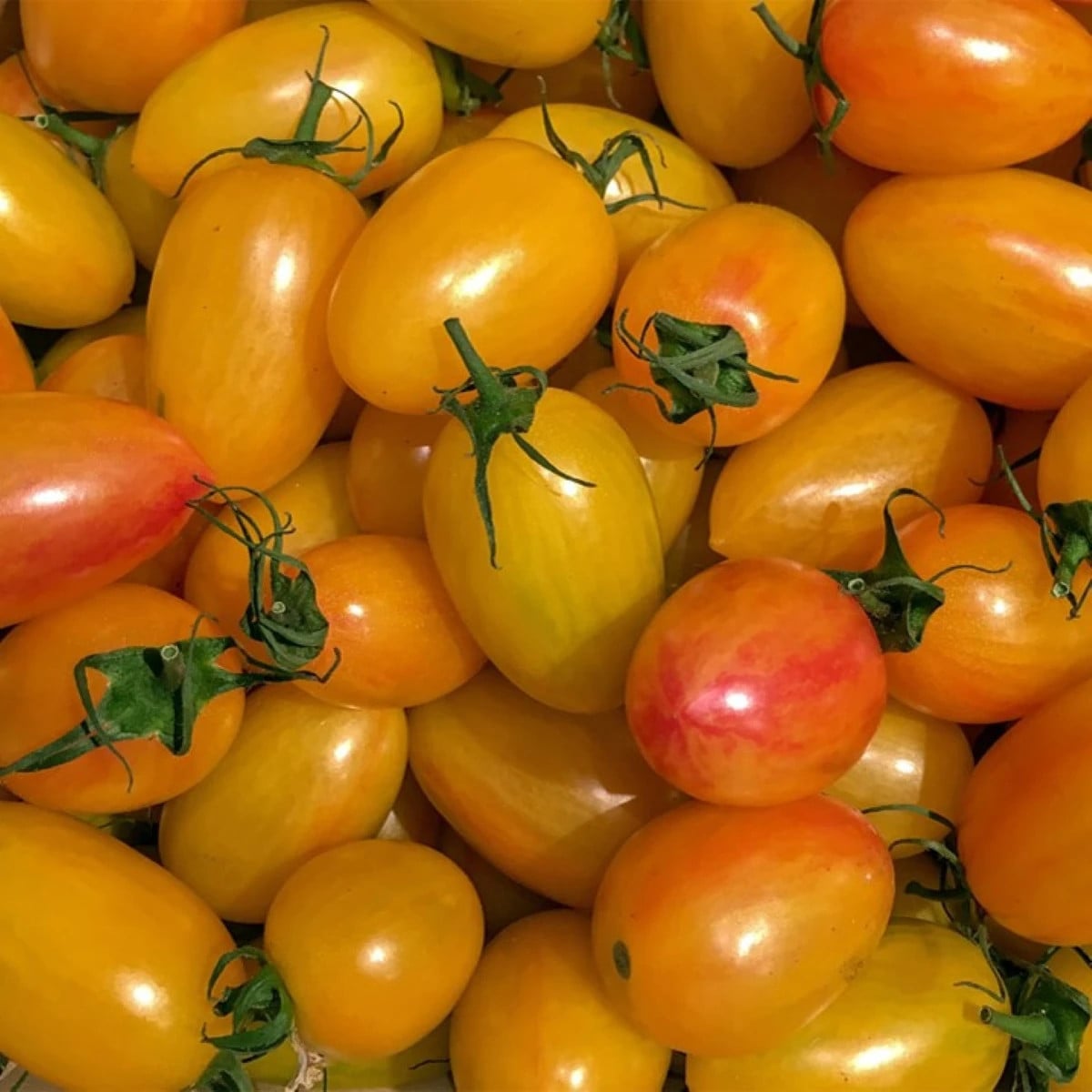 BIO Paradajka tyčková Artisan Blush Tiger - Solanum lycopersicum - bio semená paradajky - 6 ks