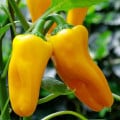 Paprika Snacking Yellow F1 - Capsicum annuum - semená papriky - 5 ks