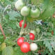 Paradajka Red Robin - Solanum lycopersicum - semená paradajok - 6 ks