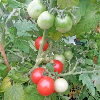Paradajka Red Robin - Solanum lycopersicum - semená paradajok - 6 ks