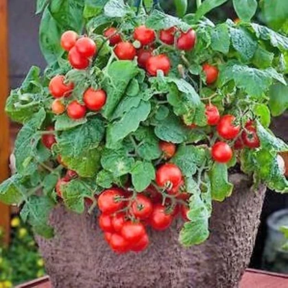 Paradajka Red Robin - Solanum lycopersicum - semená paradajok - 6 ks