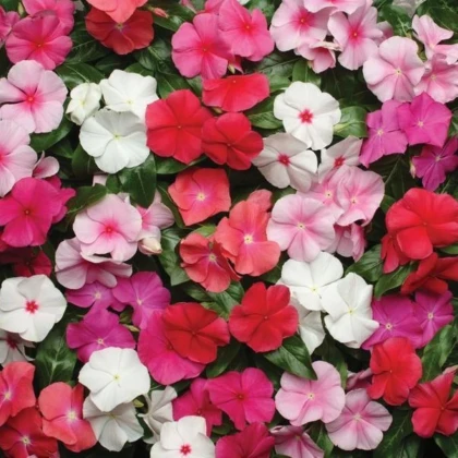 Katarant Pacifica XP Mix - Catharanthus roseus - semená katarantu - 30 ks