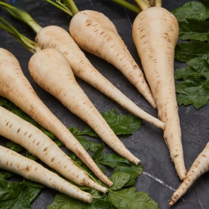 Paštrnák Javelin F1 - Pastinaca sativa - semená paštrnáka - 0,3 g