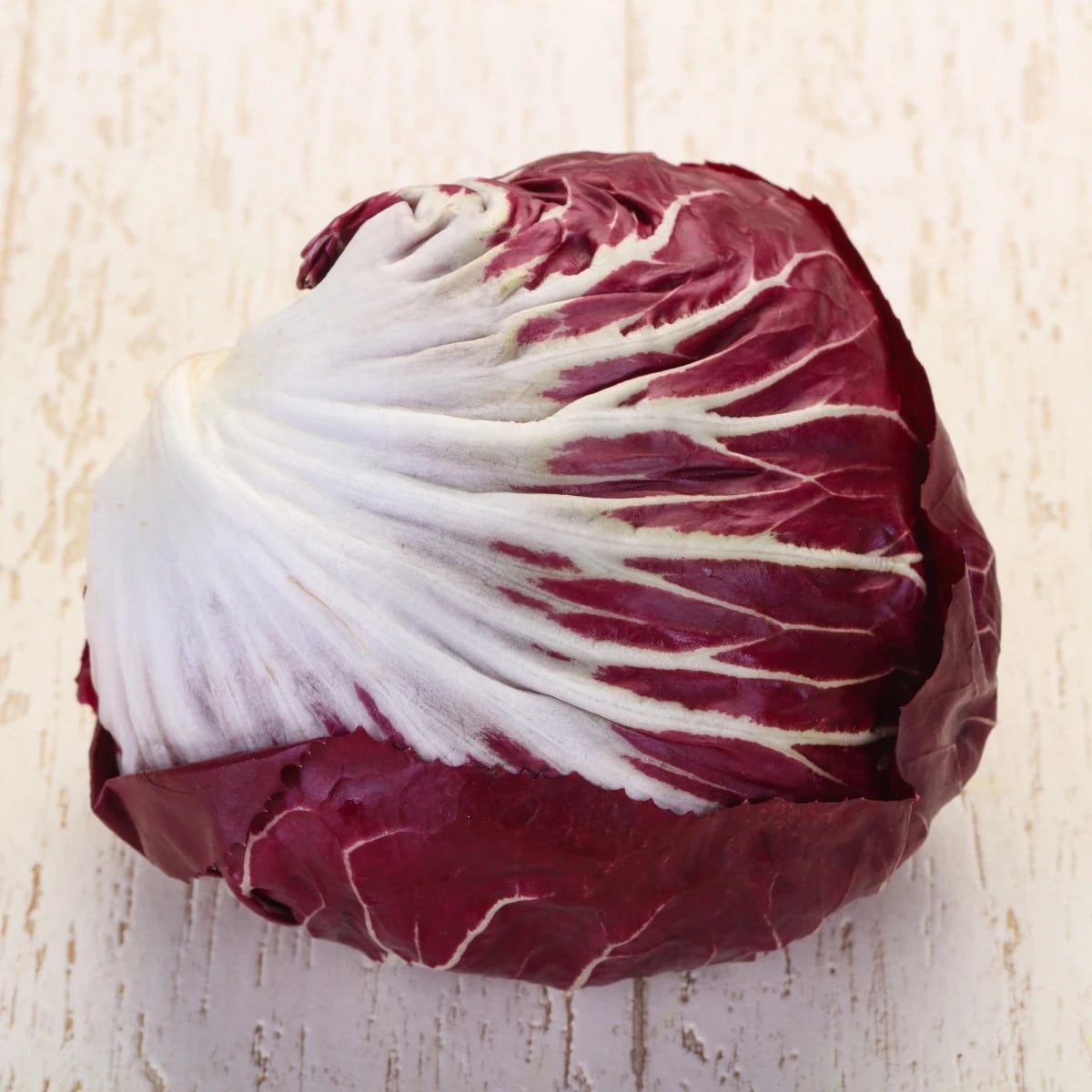 Čakanka Radicchio Indigo F1 - Cichorium intybus - semená čakanky - 20 ks