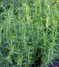 Saturejka záhradná Cyrano - Satureja hortensis - semená saturejky - 300 ks