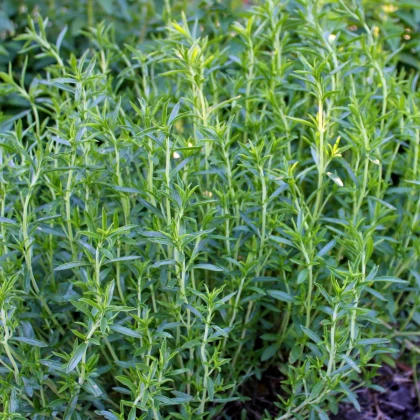 Saturejka záhradná Cyrano - Satureja hortensis - semená saturejky - 300 ks