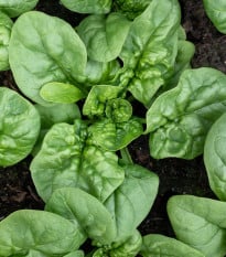 BIO Špenát Butterflay - Spinacia oleracea - bio semená špenátu - 70 ks