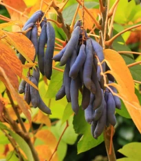 Dekaisnea Fargesova - modrá fazuľa - Decaisnea fargesii - semená modrej fazule - 8 ks