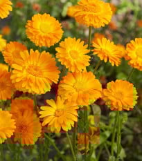 Nechtík lekársky Orange Prinzess - Calendula officinalis - semená nechtíka - 50 ks