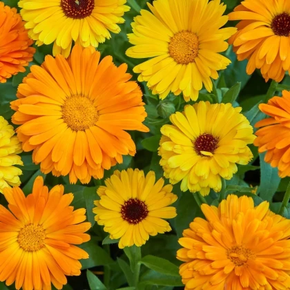Nechtík lekársky Fiesta Gitana - Calendula officinalis - semená nechtíka - 50 ks