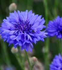 Nevädza Blauer Junge - Centaurea cyanus - semená nevädze - 45 ks