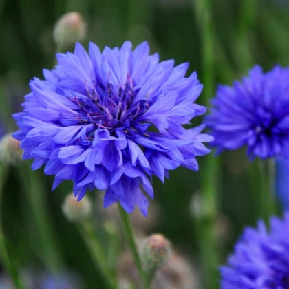 Nevädza Blauer Junge - Centaurea cyanus - semená nevädze - 45 ks