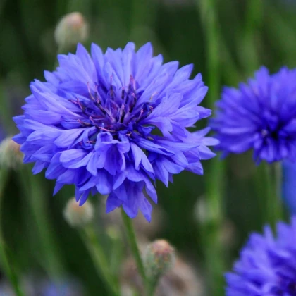 Nevädza Blauer Junge - Centaurea cyanus - semená nevädze - 45 ks