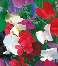 Hrachor kráľovský zmes - Lathyrus odoratus - semená hrachora - 20 ks