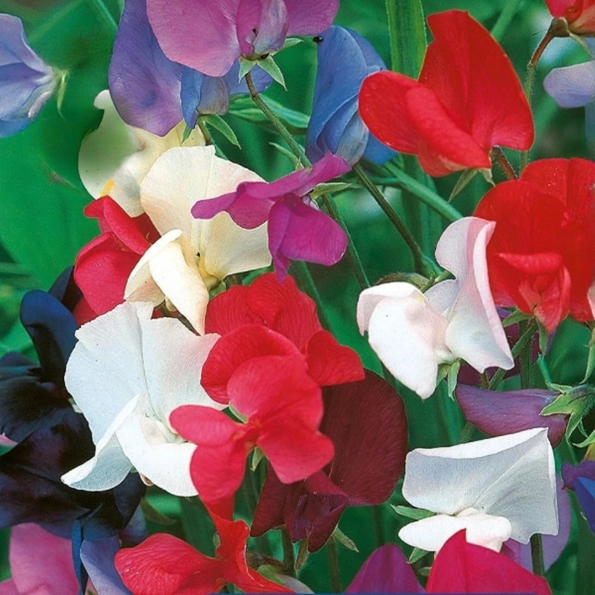 Hrachor kráľovský zmes - Lathyrus odoratus - semená hrachora - 20 ks