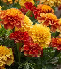 Aksamietnica rozkladitá Strawberry Blonde - Tagetes patula - semená aksamietnice - 0,3 g