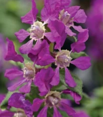 Kufea ohnivá Violet - japonská myrta - Cuphea Ilavea - semená kufey - 15 ks