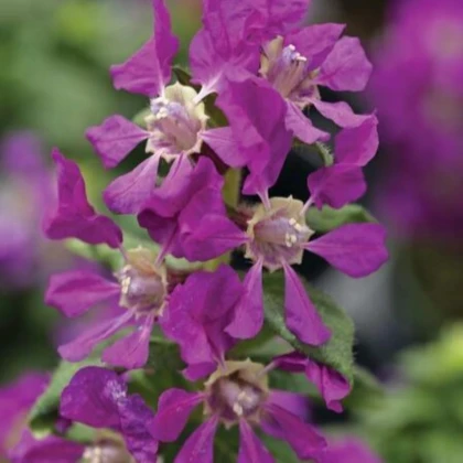 Kufea ohnivá Violet - japonská myrta - Cuphea Ilavea - semená kufey - 15 ks