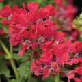 Kufea ohnivá Rose - japonská myrta - Cuphea Ilavea - semená hladenca - 15 ks